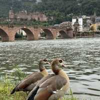 Heidelberg castle 