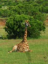Masai mara national park