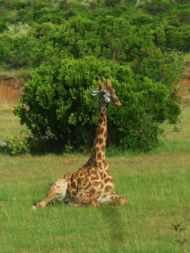 Masai mara national park
