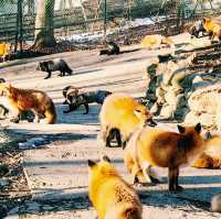 A Tokyo Day Trip to Zao Fox Village: A Hidden Gem Adventure 🦊✨