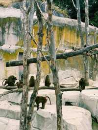 Paris Zoo: A Wild Adventure Theme Park in the Heart of Paris