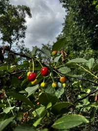 Kolomenskoye: How I Came for a Walk and Left Feeling Magic