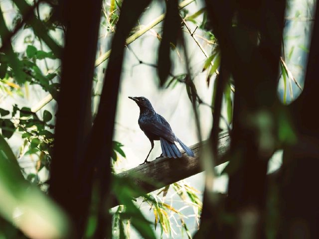 Thung Nham Bird Park: A Hidden Oasis in Tam Coc, Vietnam