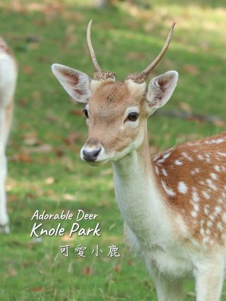 Sevenoaks🇬🇧Wild Beauty & Stately Grace: Knole Park 🦌🏰 