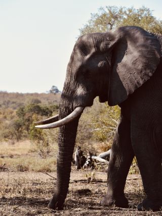 🦁 The Magic of Kruger National Park: Every Game Drive Feels Different