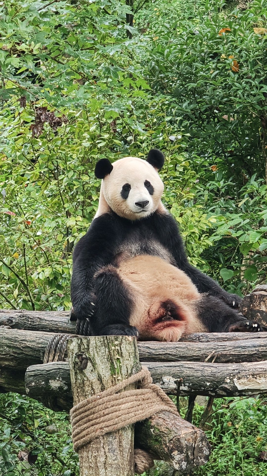 A Memorable Day Trip Exploring Dujiangyan, Panda Valley, and Sichuan Opera with Trip.com