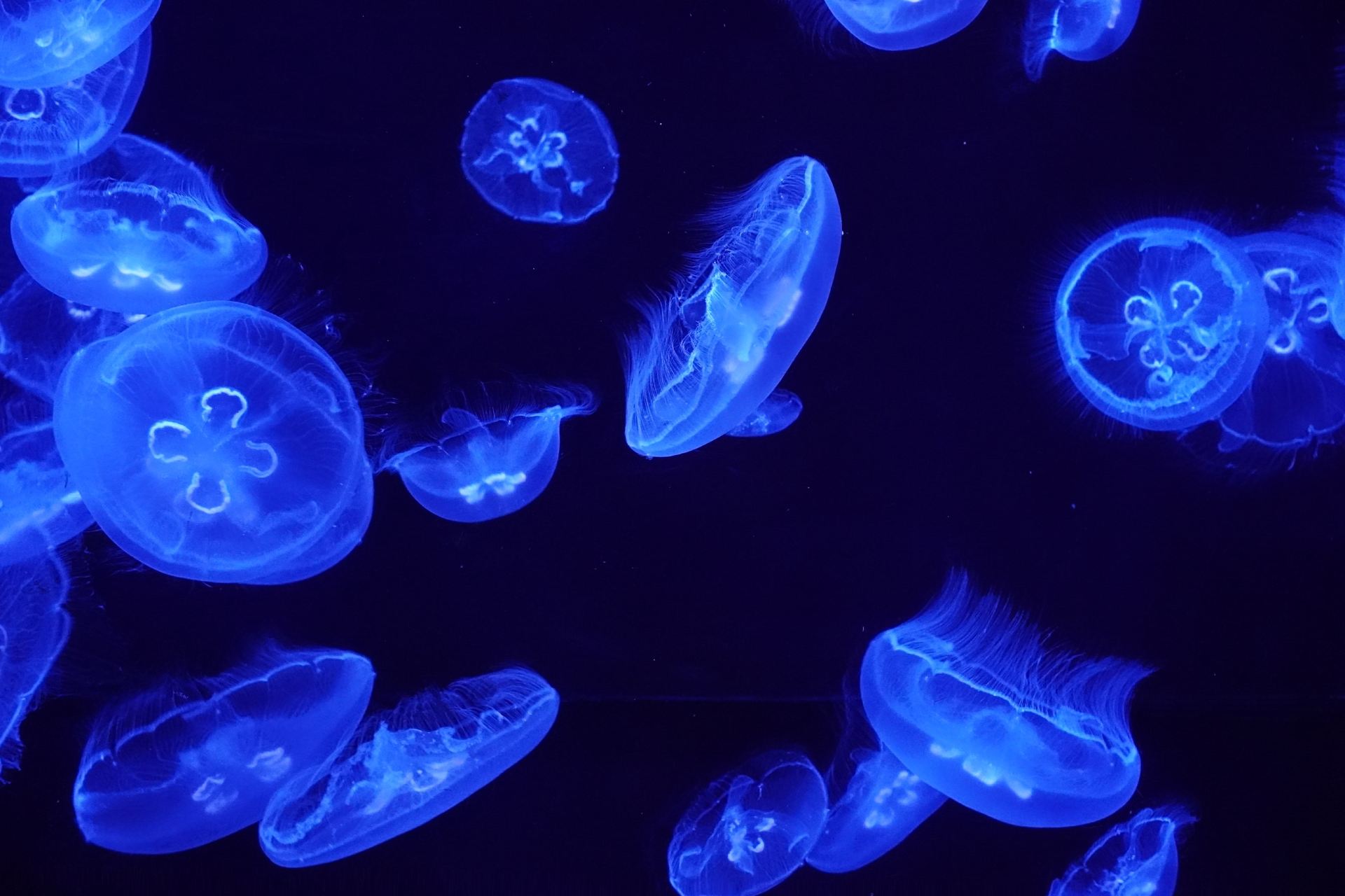 Catatan Perjalanan Okinawa Churaumi Aquarium: Pesona Pantai Cerah dan Hiu Paus Raksasa di Musim Gugur