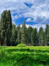 In the world, the rare plant landscape of towering and spectacular redwood forests.