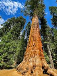 In the world, the rare plant landscape of towering and spectacular redwood forests.