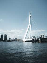 Swan | Erasmus Bridge