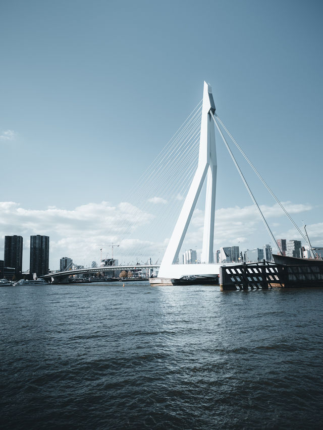 Swan | Erasmus Bridge