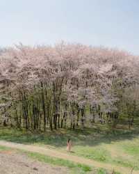 Daegu's cherry blossom viewing spots summary