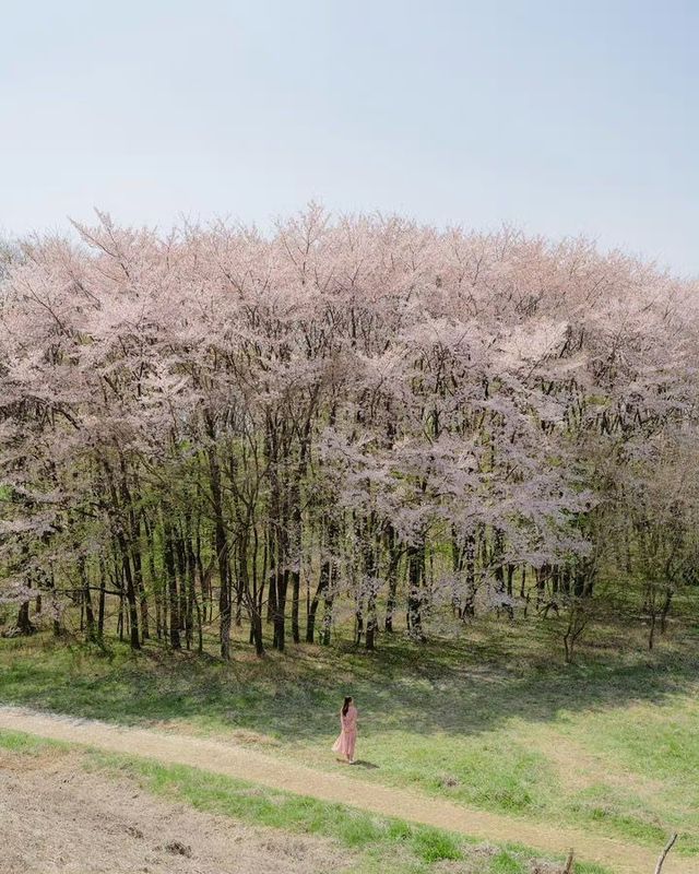 Daegu's cherry blossom viewing spots summary
