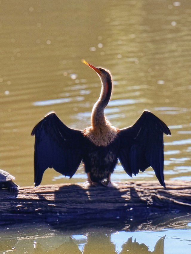 Explore Parque Estadual da Cantareira in São Paulo.