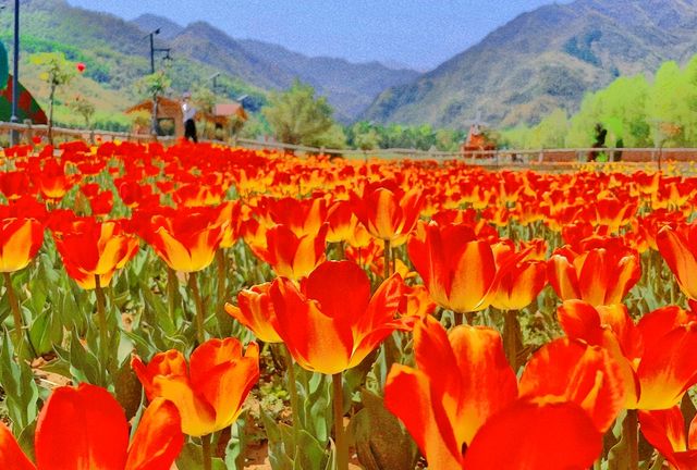 Qinghai Seven-color Flower Sea