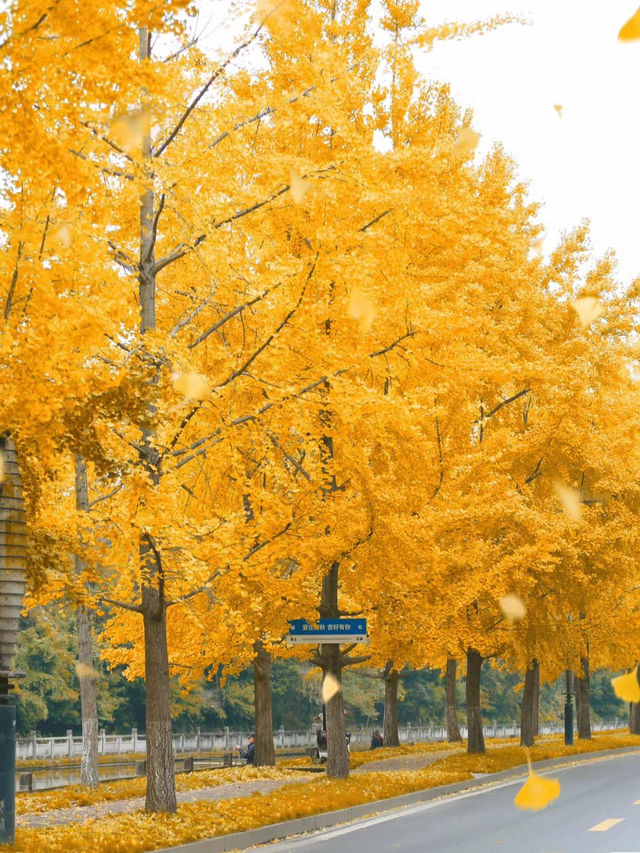 在成都快來超出片公園