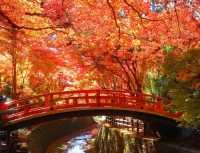 探秋繽紛🍂日本紅葉必去景點🍁