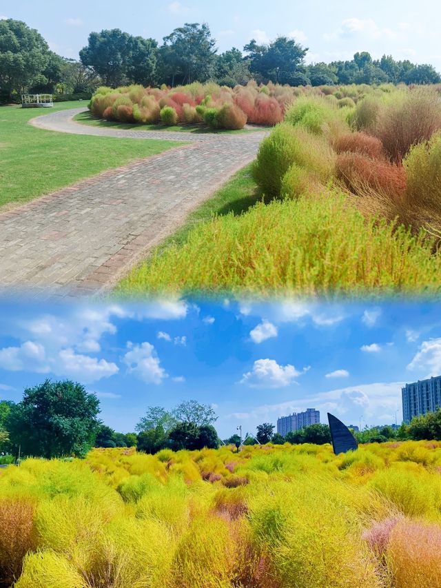 寧波植物園的秋天很美