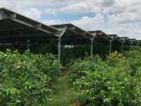 世界最大的藥用植物園!原來就在廣西!
