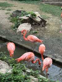 在清邁夜間動物園打卡，親密接觸可愛的動物