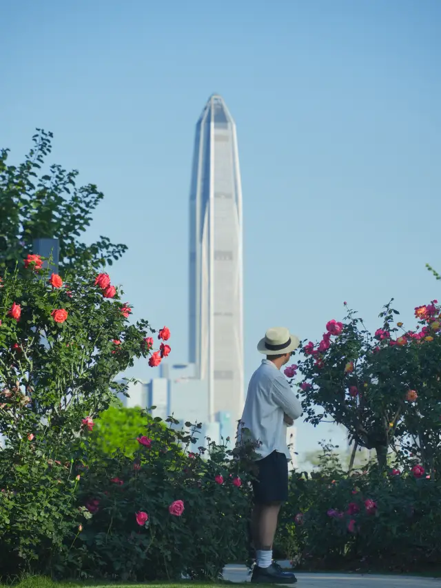 The palette of God is overturned, and the free and beautiful rose garden in Shenzhen