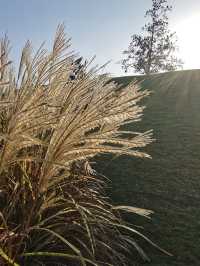 請收下這篇：辰山植物園遊園指南