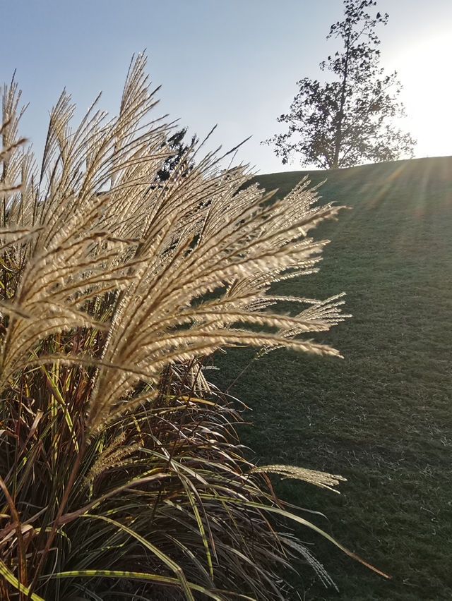 請收下這篇：辰山植物園遊園指南