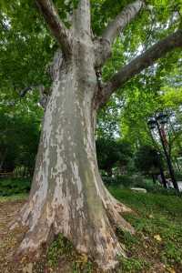 上海唯一保留的法式古典園林|復興公園（247）