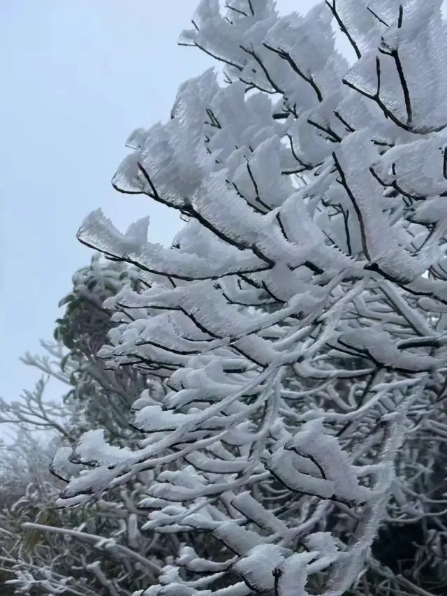 南方人誘捕器大明山霧凇太壯觀了