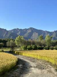 深秋來延慶這座公園徒步看水稻吧