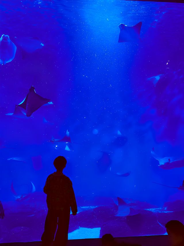 上海海洋水族館20歲啦！