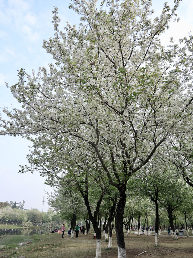 肇慶牌坊公園 梨花爛漫春風如詩