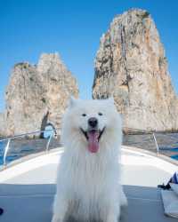 🐻⛵️ Polar Bear on a Boat: A Captivating Adventure in Capri 💛💙