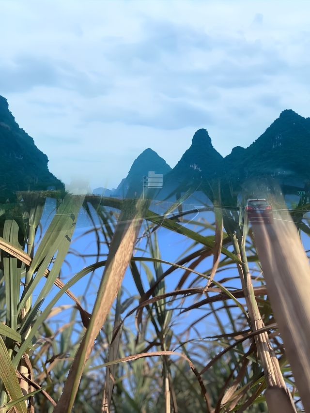 哇塞！張馨予居然發現了這裡！崇左再也藏不住啦！！