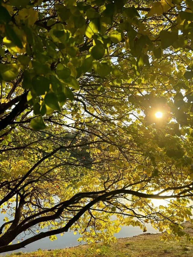 太原森林公園的銀杏林變黃啦