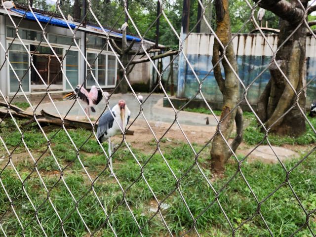 一頓午餐錢就可以逛的北京動物園