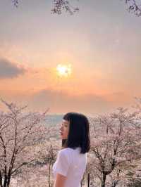 找到了🌸現實版東方青蒼的七情樹開花了