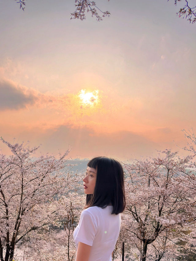 找到了🌸現實版東方青蒼的七情樹開花了
