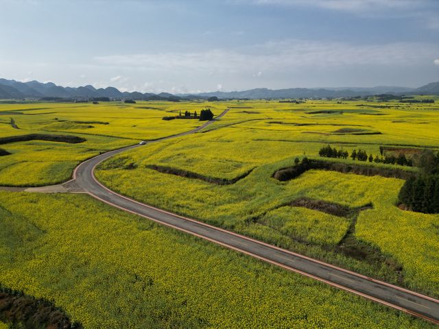 3月10日好拍攝，羅平油菜花進入結籽階段