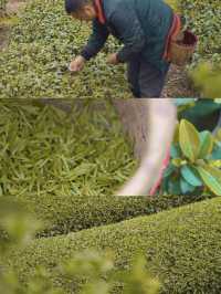 不負春光🟢在自貢榮縣做一日採茶人