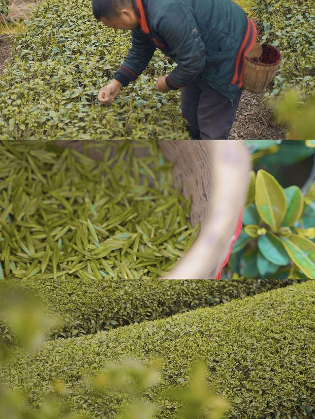 不負春光🟢在自貢榮縣做一日採茶人