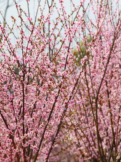 四川最美梅花地大公開