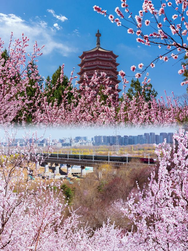 京都賞花園博園中絕美桃花谷驚艷整個春天