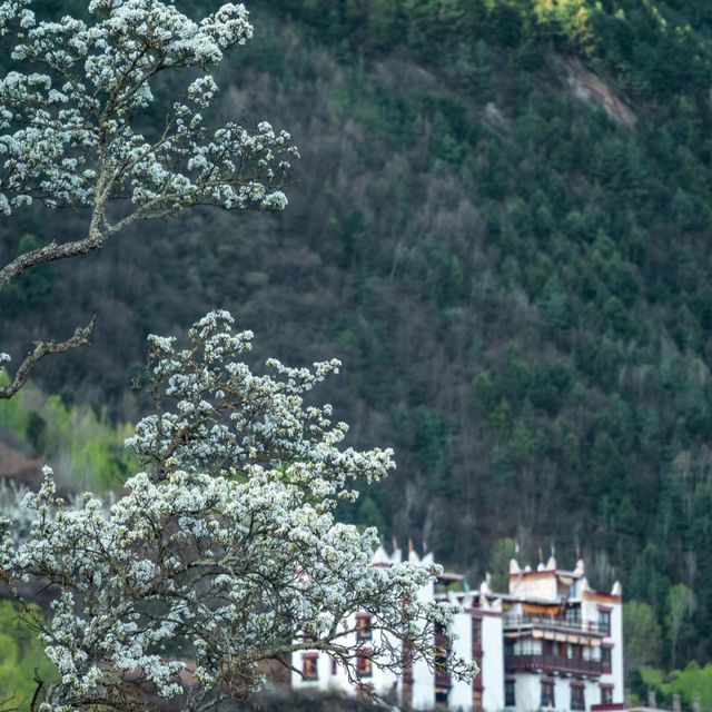 中路藏寨|花開丹巴 為梨而來花開丹巴為梨而來