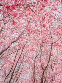 只在雲南見過這麼鮮豔的櫻花！3個小眾賞櫻地點