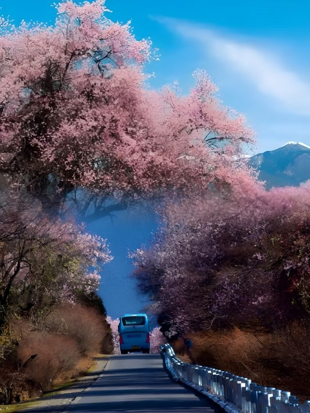 西藏·林芝｜赴一場雪山與桃花的浪漫之約