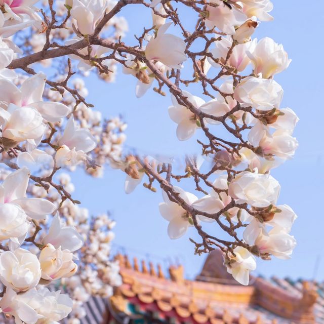 緊鄰故宮的小眾寺廟，人少景美的賞花勝地