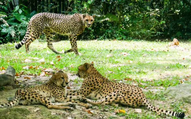 シンガポール動物園：幻想的な動物の世界を探索する絶好の場所！