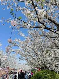 櫻花盛開是天安乾樹最美時刻｜魔都古巴比倫