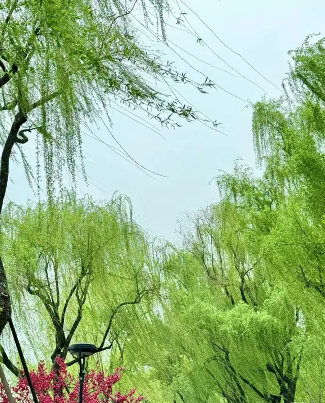 Thousands of willow branches droop down, adorned with green tassels